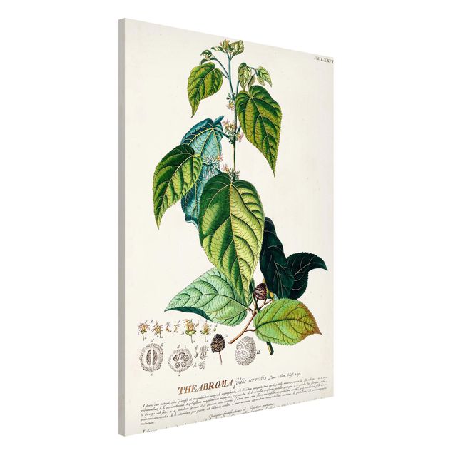 Lavagne magnetiche con fiori Illustrazione botanica vintage Cacao