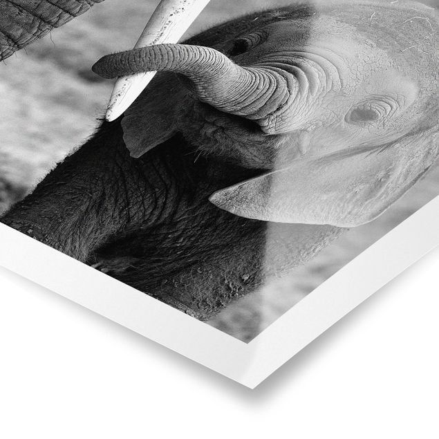 Poster bianco nero Elefantino