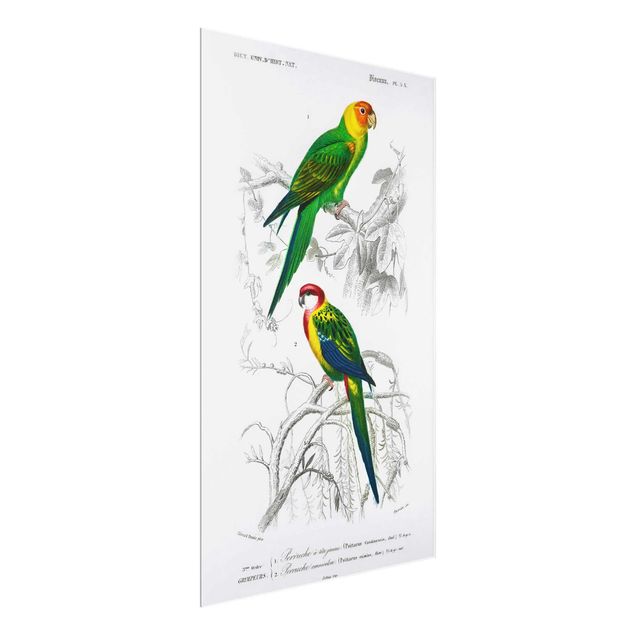 Quadro verde Bacheca vintage Due pappagalli verde rosso
