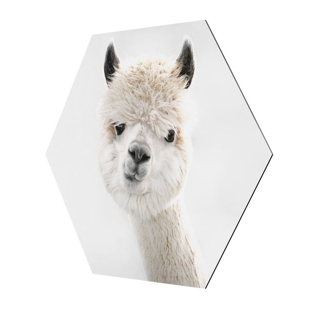 Stampa su alluminio Ritratto di alpaca