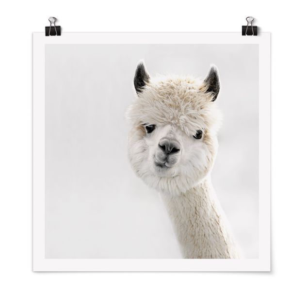 Poster animali Ritratto di alpaca