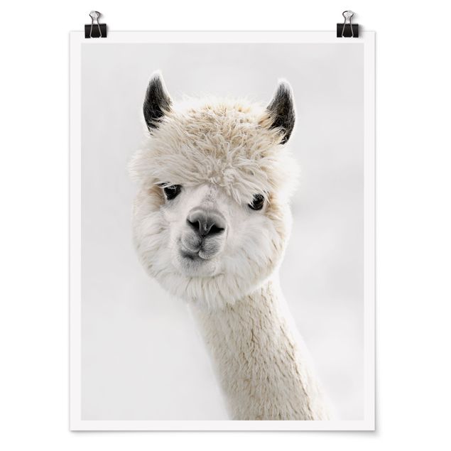 Poster animali Ritratto di alpaca