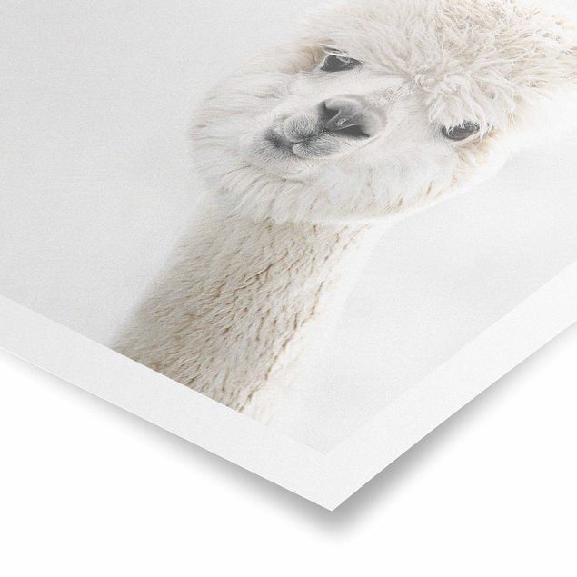 Quadri Monika Strigel Ritratto di alpaca