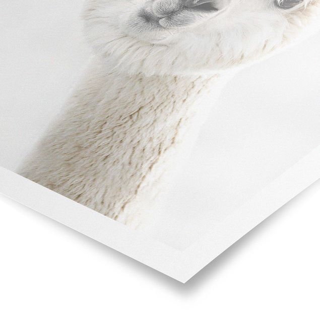 Quadri Monika Strigel Ritratto di alpaca