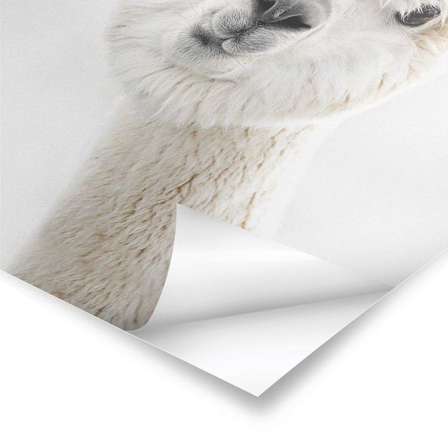 Stampe poster Ritratto di alpaca