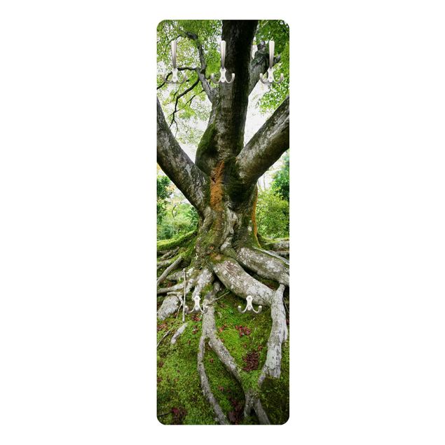 Appendiabiti - Old tree
