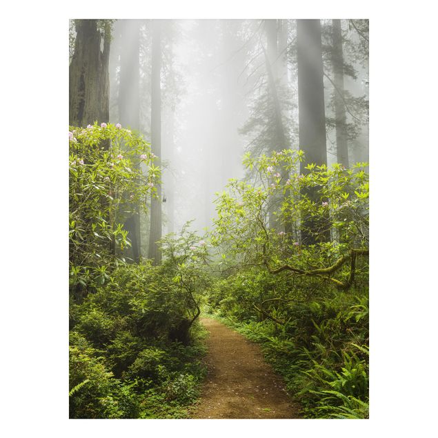 Quadri con alberi Sentiero della foresta nebbiosa