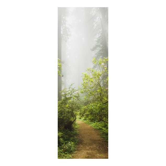 Quadri con alberi Sentiero della foresta nebbiosa