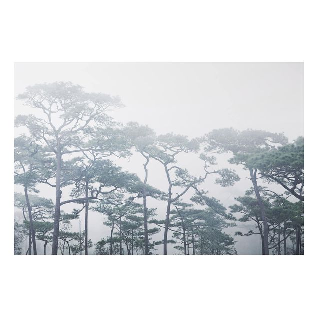 Quadro alberi Cime degli alberi nella nebbia