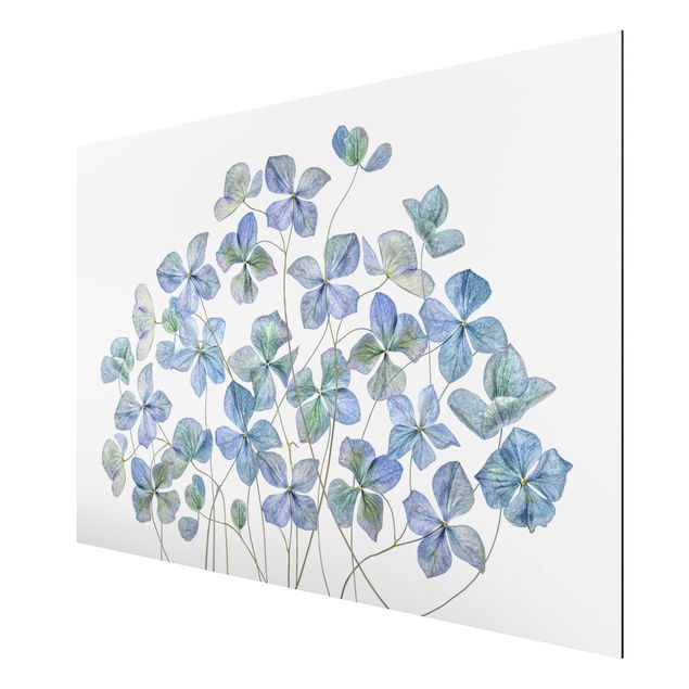 Quadri floreali moderni Fiori di ortensia blu