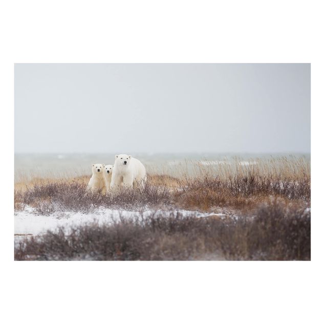 Quadro con orso Orso polare e i suoi cuccioli