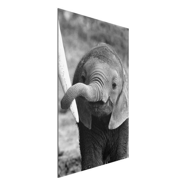Quadro con elefante Elefantino