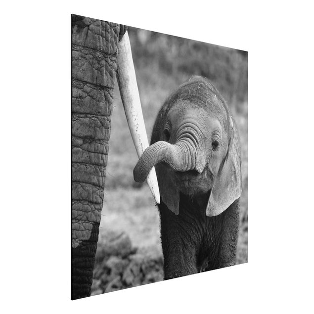 Quadro con elefante Elefantino