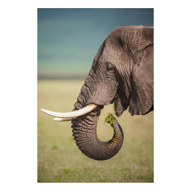 Quadri Africa Nutrire gli elefanti in Africa