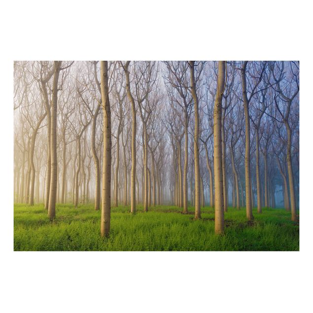 Quadri con alberi Mattina nella foresta
