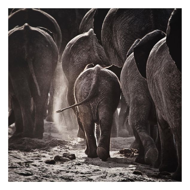 Quadri con elefanti Tornare a casa