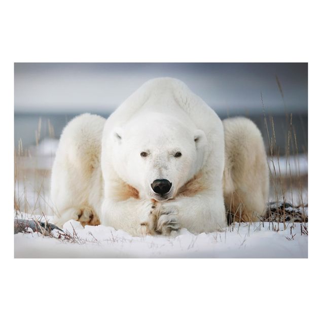 Quadro con orso Orso polare contemplativo