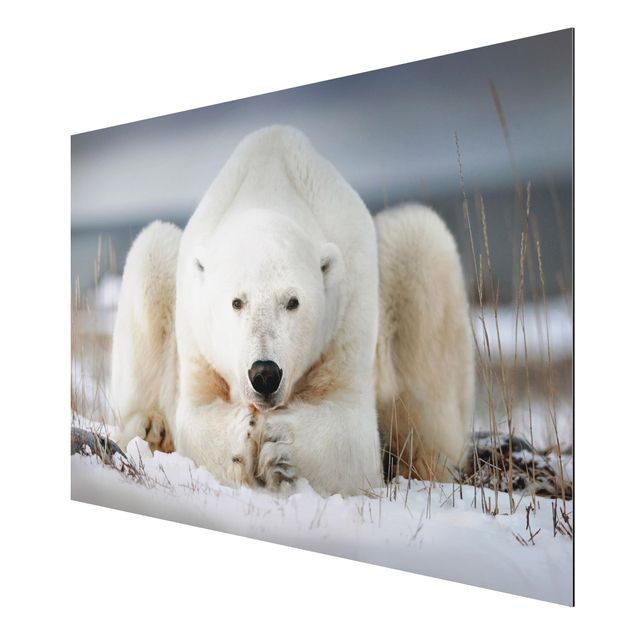 Quadro animali Orso polare contemplativo