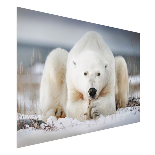 Quadri moderni per arredamento Orso polare contemplativo