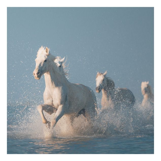Quadri moderni   Mandria di cavalli bianchi