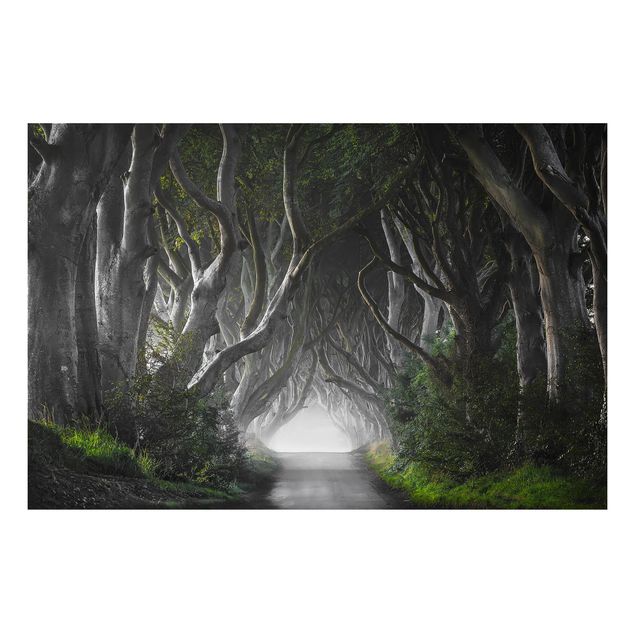Quadro alberi Foresta in Irlanda del Nord