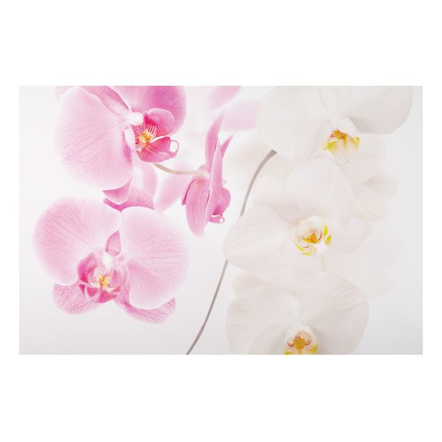 Quadri con orchidee Orchidee delicate
