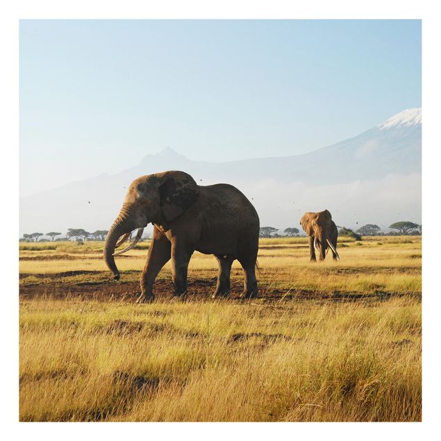 Quadro con elefante Elephants in front of the Kilimanjaro in Kenya