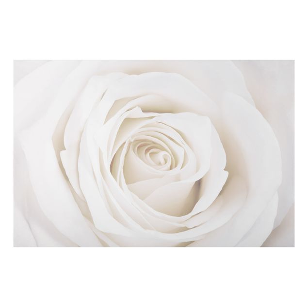Amore quadri Bella rosa bianca