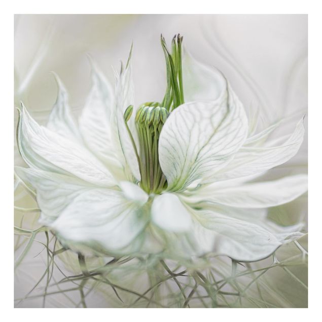 Quadri con fiori Nigella bianca