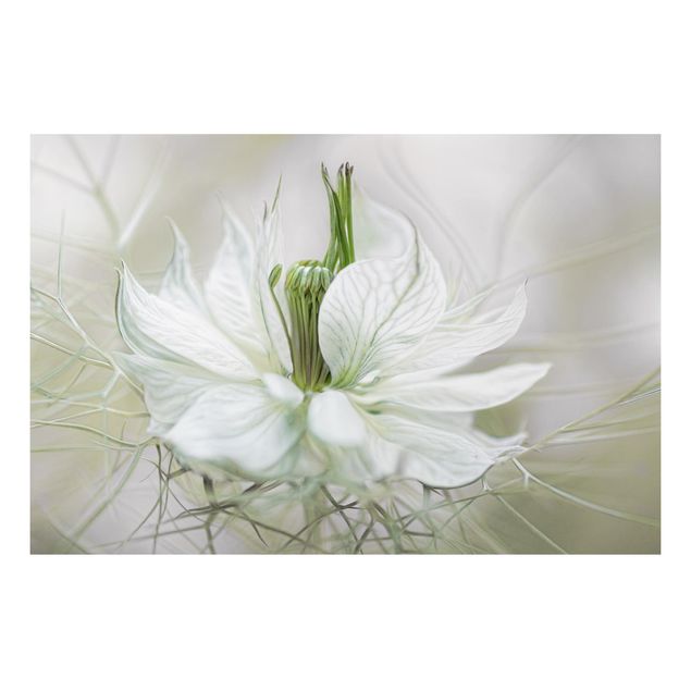 Quadri con fiori Nigella bianca