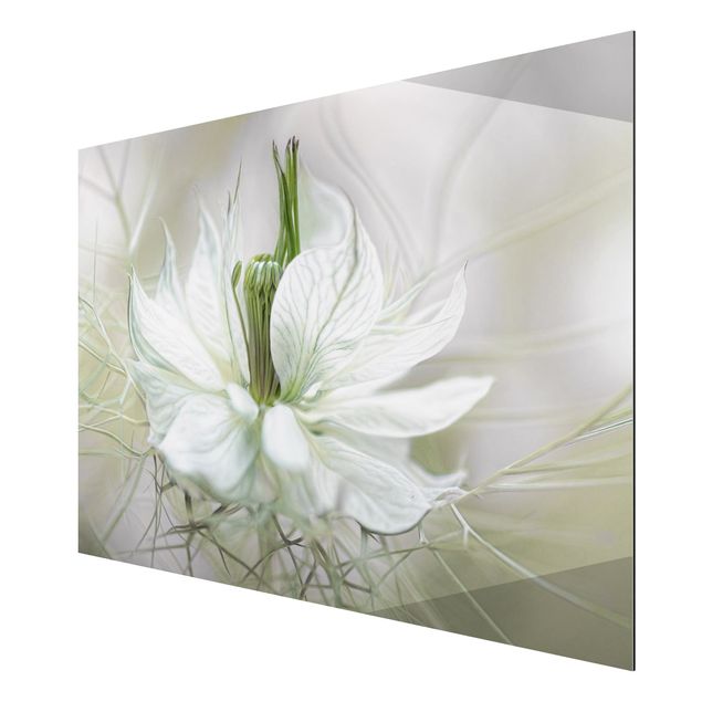 Quadri floreali Nigella bianca