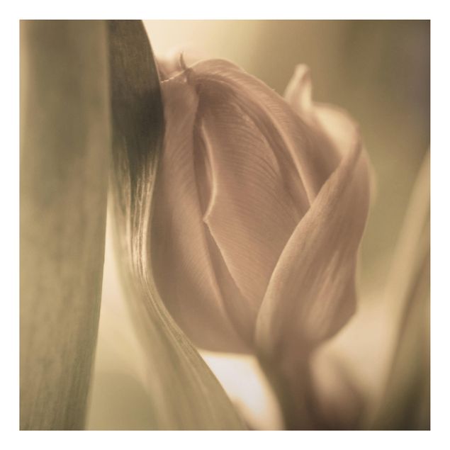 Quadri fiori Tulipano delicato
