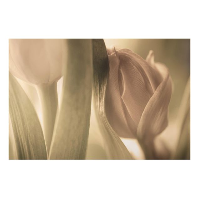 Quadri fiori Tulipano delicato