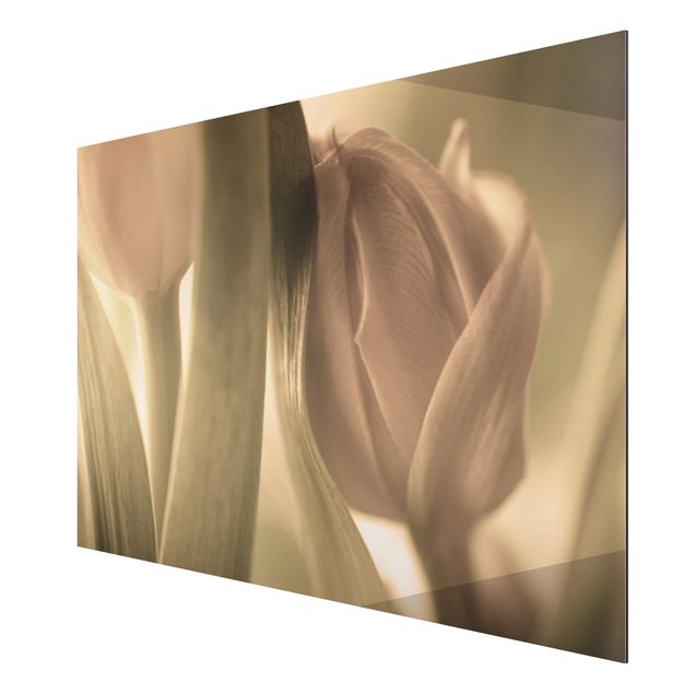 Quadro floreale Tulipano delicato
