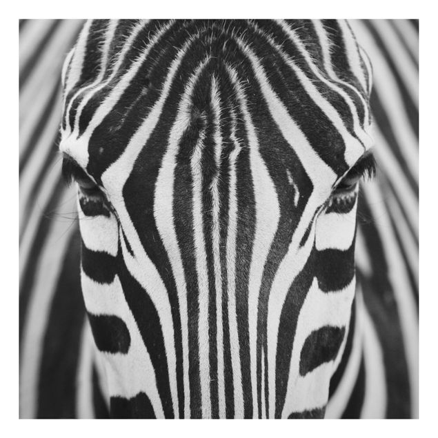 Quadri zebra Sguardo da zebra