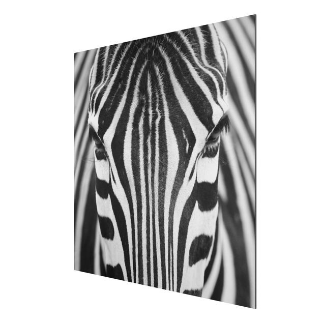 Quadri moderni   Sguardo da zebra