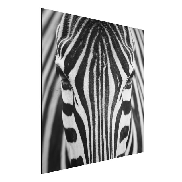 Quadri Africa Sguardo da zebra