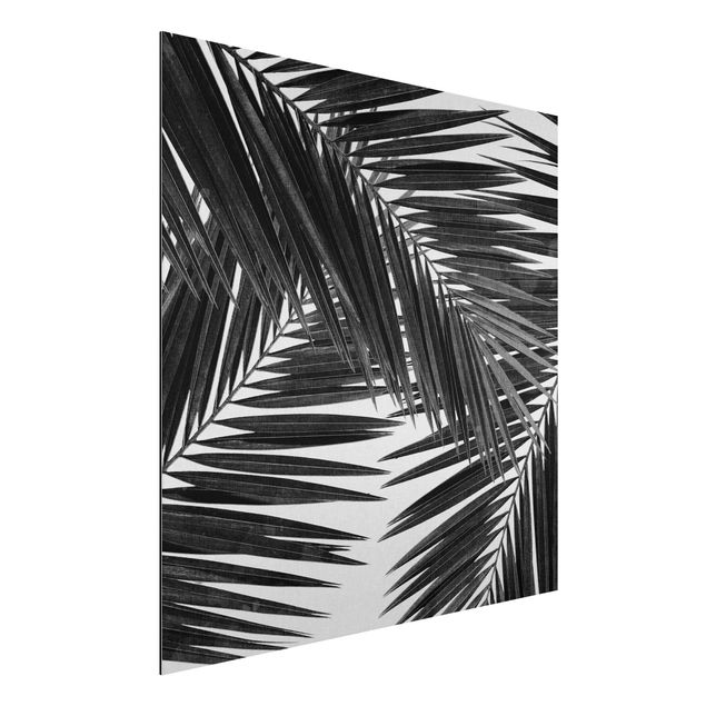 Quadro paesaggio Vista sulle foglie di palma in bianco e nero