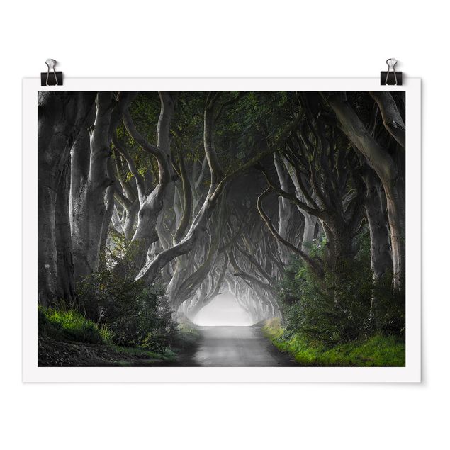 Poster - Foresta In Irlanda del Nord - Orizzontale 3:4