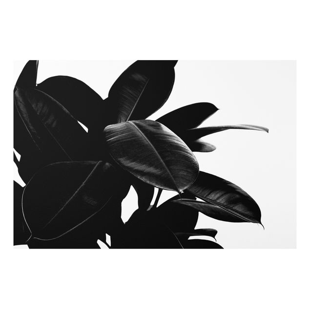 Quadri di fiori Albero di gomma in bianco e nero