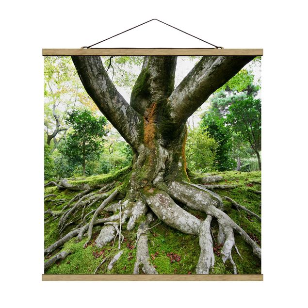 Quadri natura Vecchio albero