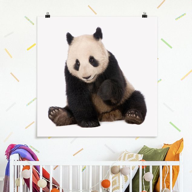 Panda quadro Zampe di panda