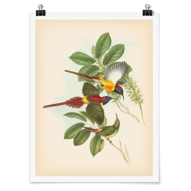 Quadro verde Illustrazione vintage Uccelli tropicali III