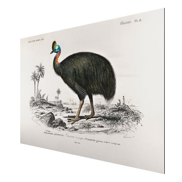 Quadri sulla natura Bacheca Vintage Emu