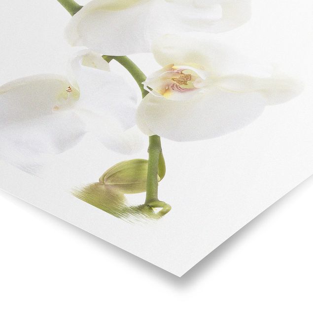 Quadri floreali moderni Acque di orchidea bianca