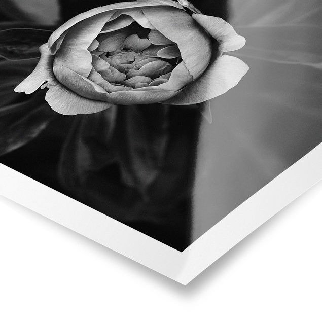 Stampe poster Fiore di peonia bianco Foglie anteriori nere