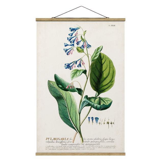 Quadro verde Illustrazione botanica vintage Pulmonaria