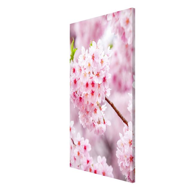 Lavagne magnetiche con fiori Fioriture di ciliegio giapponesi