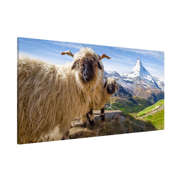 Quadri con paesaggio Pecore dal naso nero di Zermatt