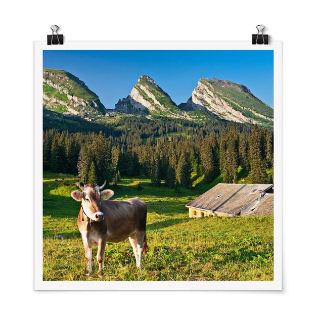 Quadro montagna Prato alpino svizzero con mucca